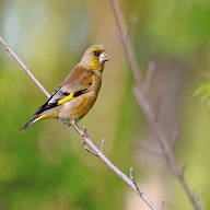 金鸟影视