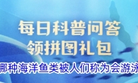 以下哪种海洋鱼类被人们称为会游泳的头